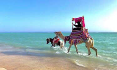 Paseo en camello por la playa en Arabia Saudí con Passion Dubai Tours