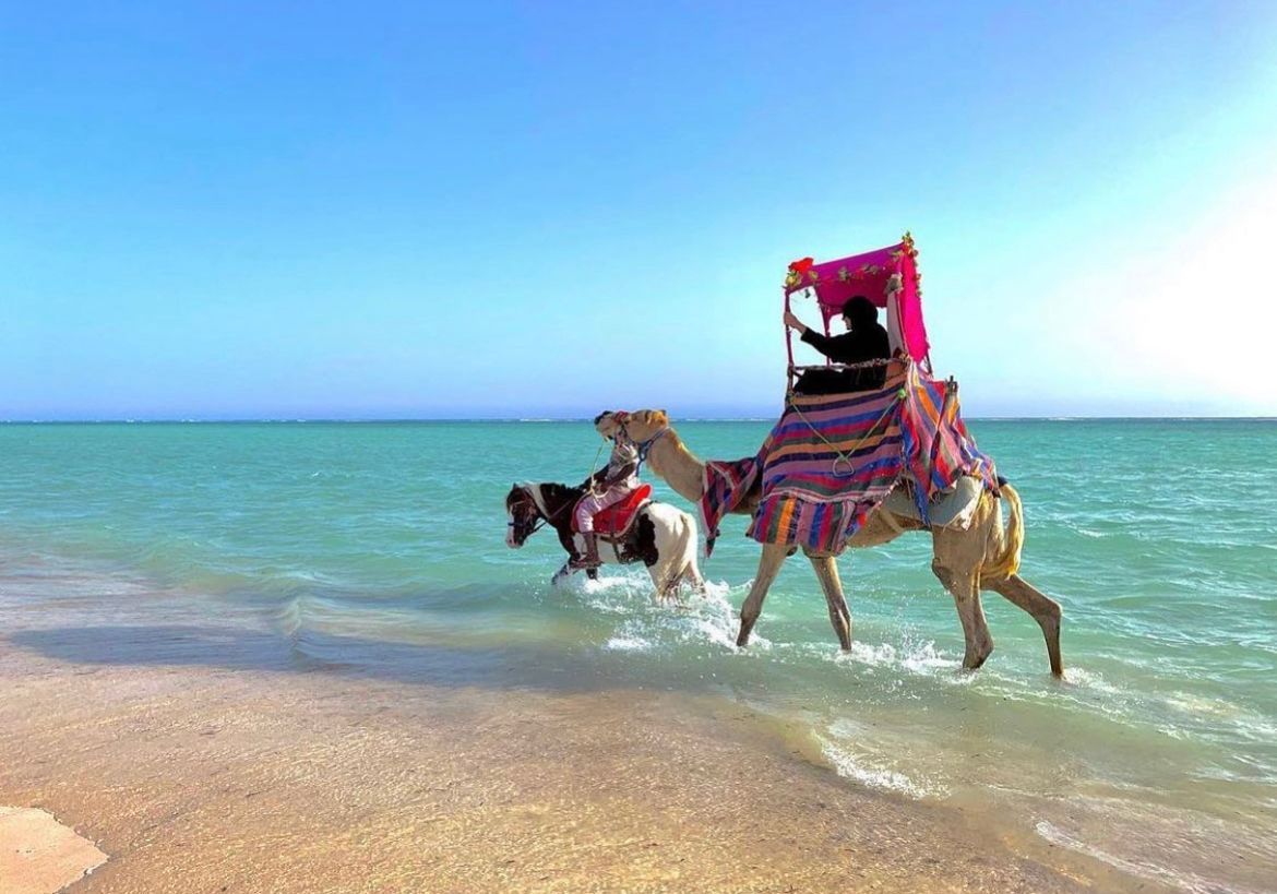 Paseo en camello por la playa en Arabia Saudí con Passion Dubai Tours